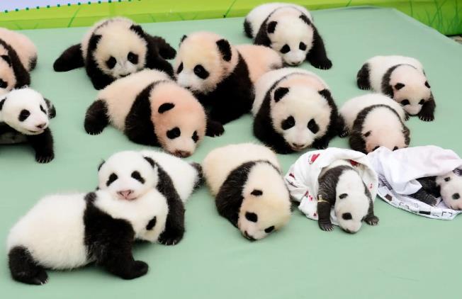 How to Visit Chengdu Research Ba